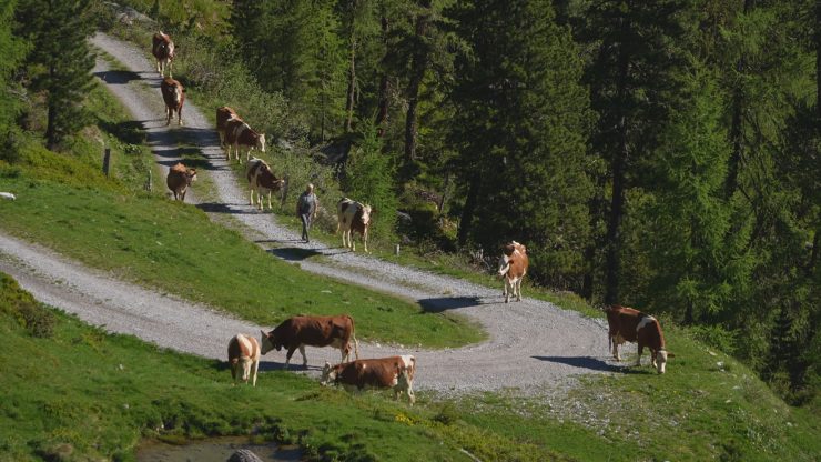 Almauftrieb – Der Sommer beginnt – Unsere.Almen