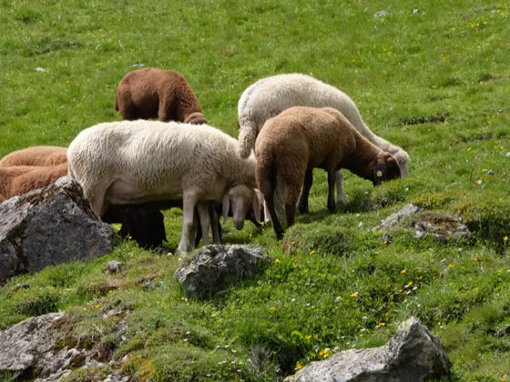 Arbeit als Schaf- und/oder Ziegen-Hirt