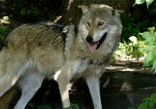 Der Wolf als Gefahr für Menschen?