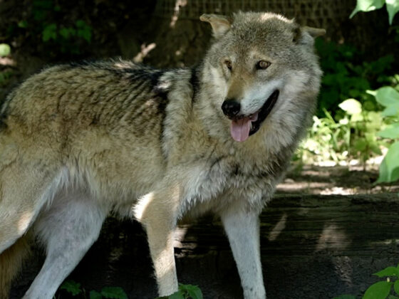 Der Wolf als Gefahr für Menschen?