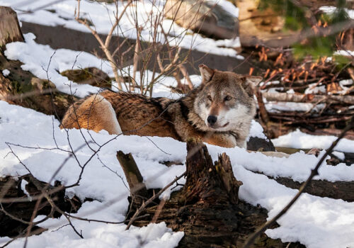 Der Wolf gefährdet das Gleichgewicht im Wald