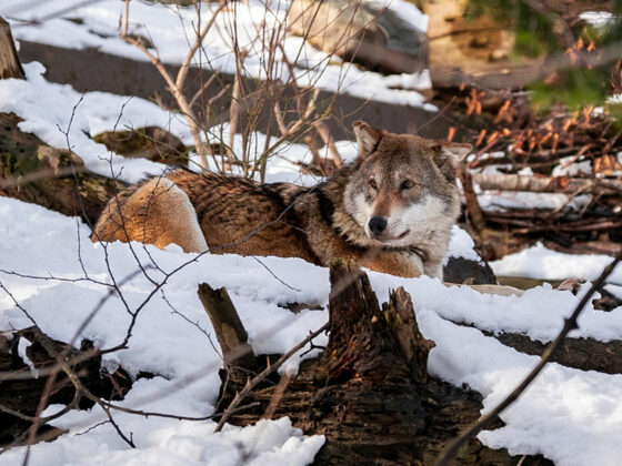 Der Wolf gefährdet das Gleichgewicht im Wald