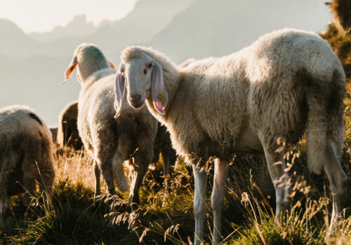 Am Hauser Kaibling sind die Schafe los | Steiermark