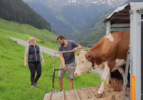 Almauftrieb auf die Niederkaseralm im Tiroler Unterland