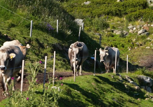 Dreistufenlandwirtschaft: Wenn die Kuh der Vegetation nachzieht