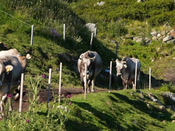 Dreistufenlandwirtschaft: Wenn die Kuh der Vegetation nachzieht | Vorarlberg