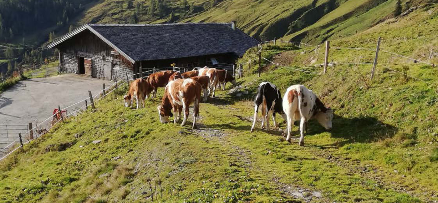 Almen in Salzburg Almwandern Wandern auf der Alm Kühe