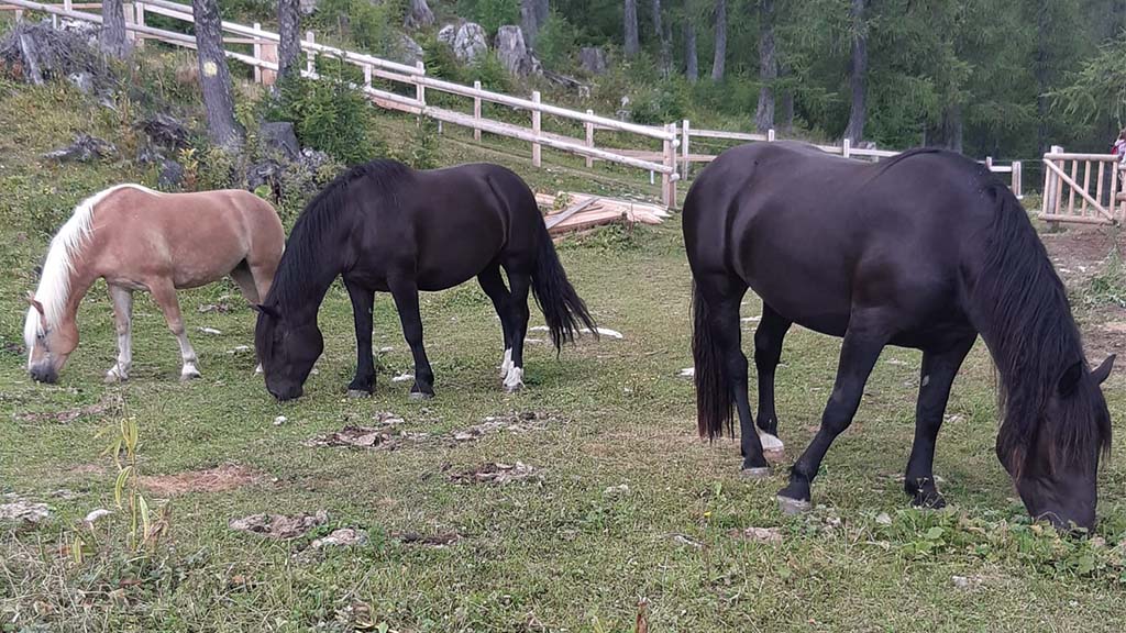 Pferde im Sommer Pferde auf der Alm