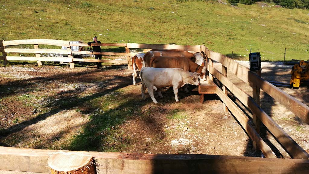 Pferde im Sommer Pferde auf der Alm