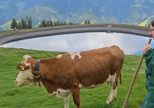Beim Almauftrieb auf die Bürglalm springen die Rinder vor Freude | Salzburg