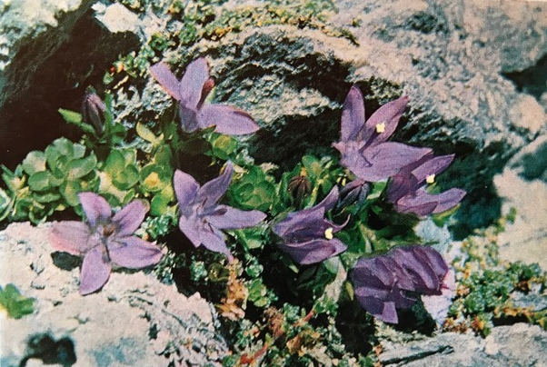 Die Glockenblume vom Mont Cenis ist selten und nicht leicht zu finden.