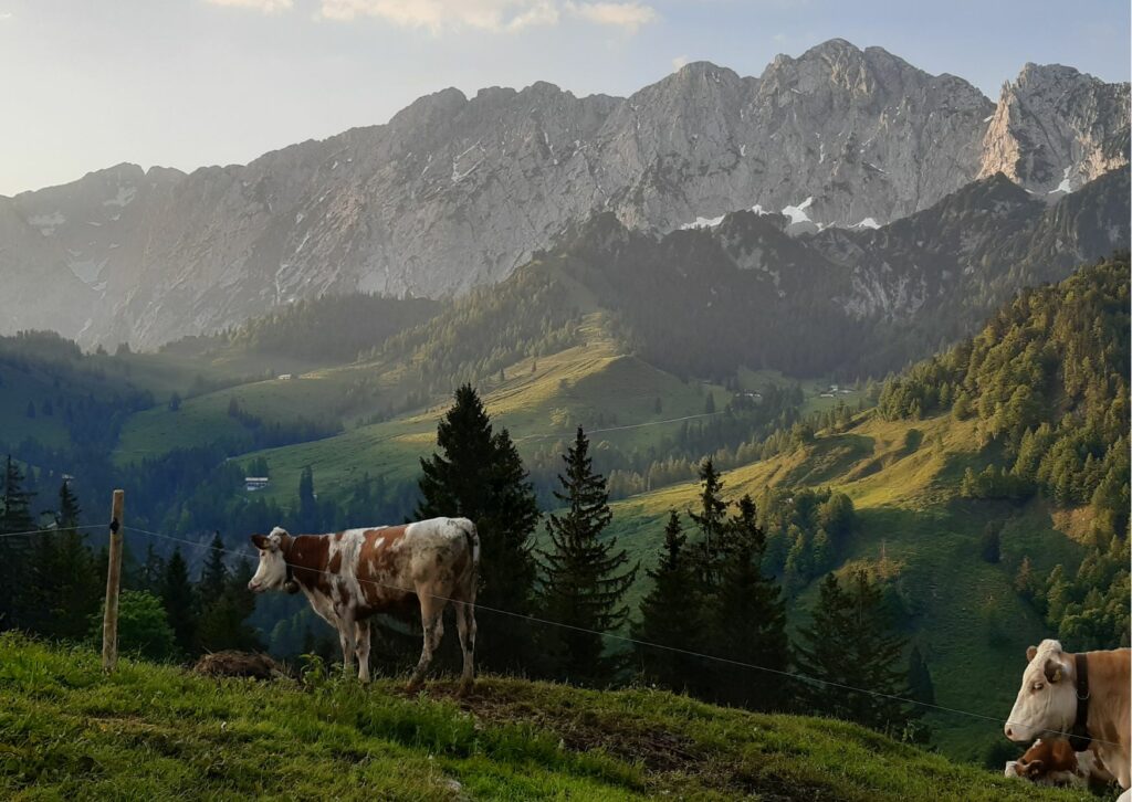 Kühe bei der Brentenjochalm
