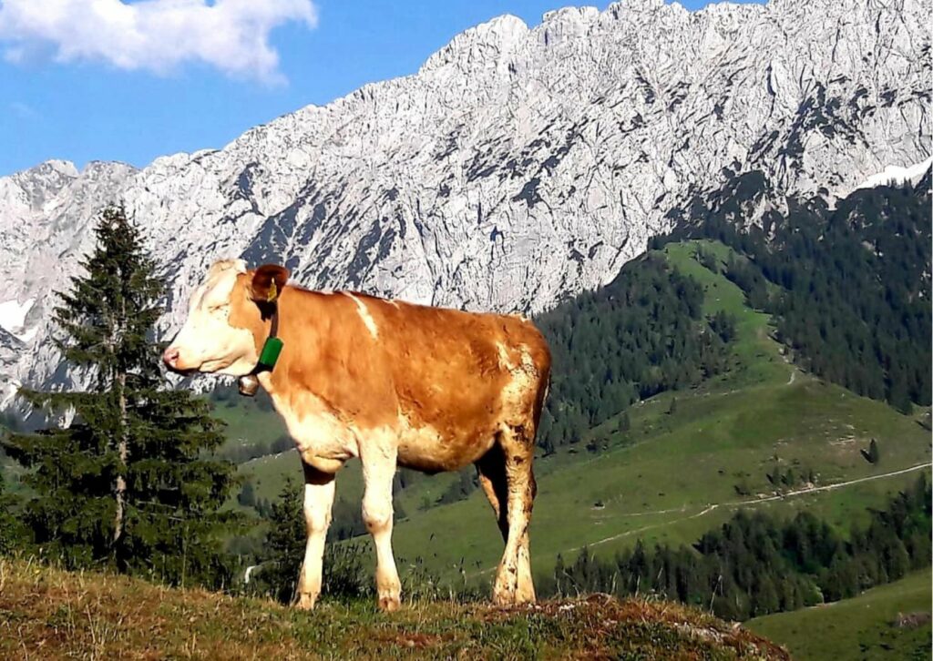 Kuh bei der Brentenjochalm