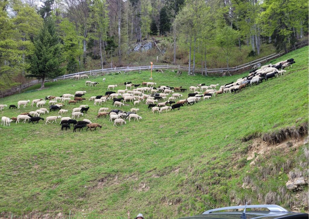 Schafe beim Rauschbrunnen in Innsbruck