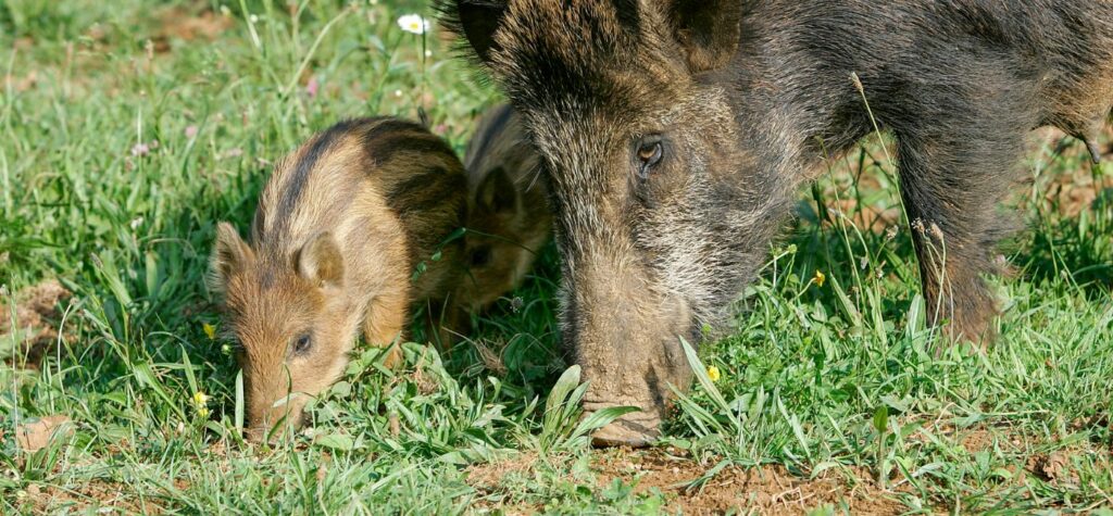 Wildschwein Familie frisst