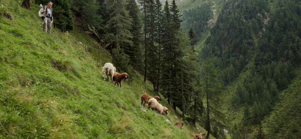 Schafe auf der Alm