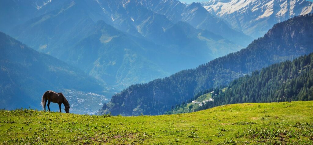 Pferd auf der Alm