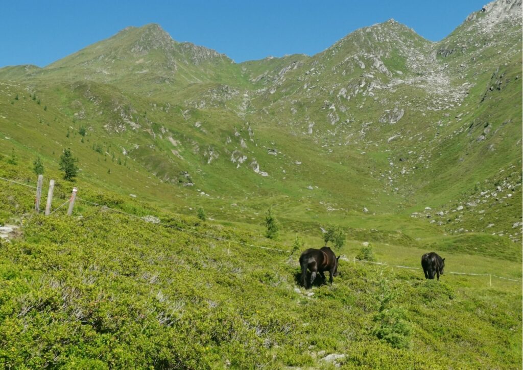 Teilansicht des Koppelzaunes auf der Sadnigalm. Die Sadnigalm verbuscht zusehends. Sträucher wie Almrausch, Wacholder- und Schwarzbeerstauden sind die hauptsächlichen Übeltäter.