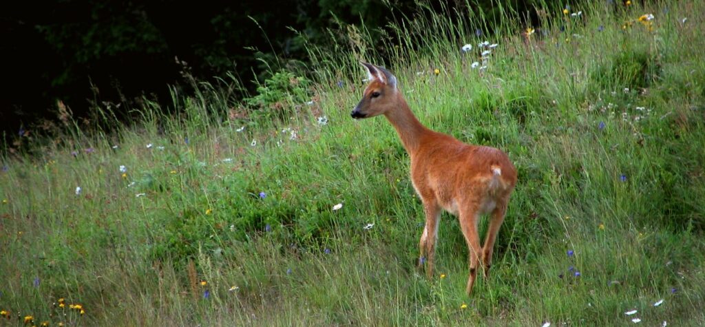 Rehe und Hirschen im Herbst auf den Almwiesen