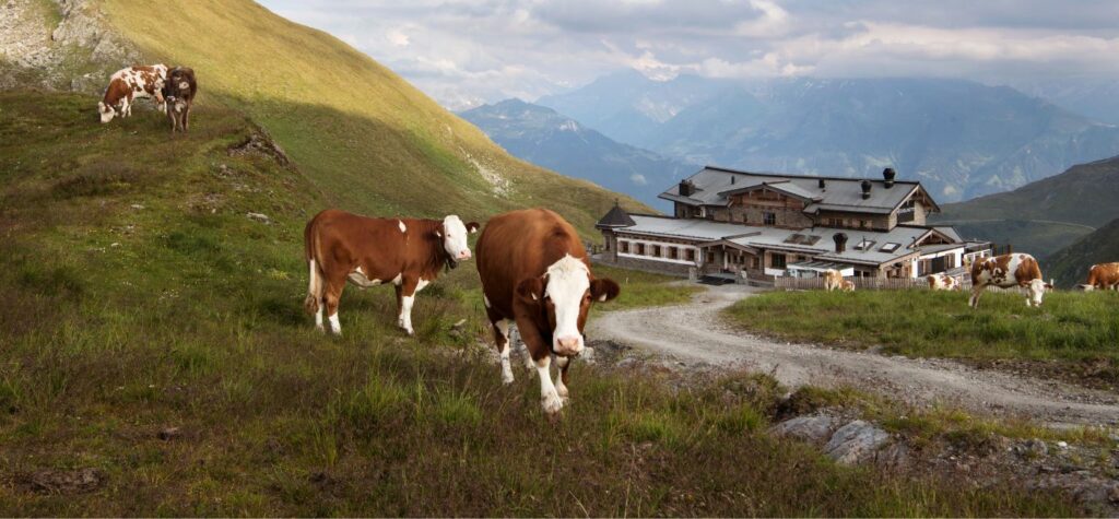 Kühe bei Wanderweg im Zillertal