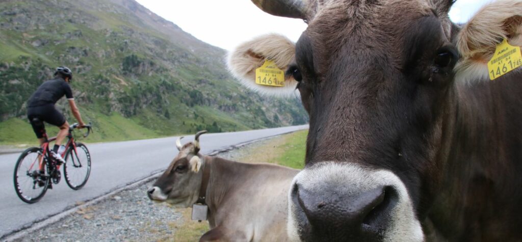 Radfahrer und Weidevieh auf der Alm