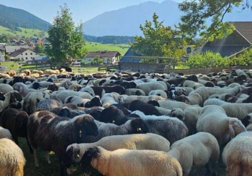 Alle Bilder vom Almabtrieb und Schafschied in Tarrenz | Tirol