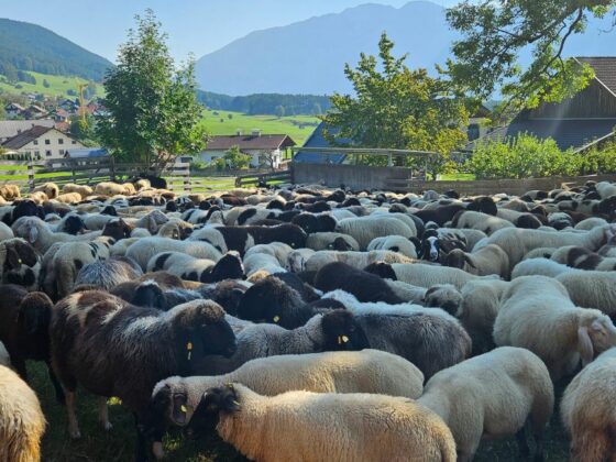 Alle Bilder von Almabtrieb und Schafschied in Tarrenz | Tirol
