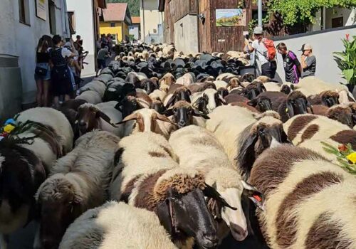 Der Schafschied in Tarrenz ist ein Fest für die kleinen Helden der Almen | Tirol
