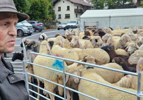 In Pfunds bringt Hirte Alois Marth seine Schafe vom Herdenschutz-Projekt ins Trockene | Tirol