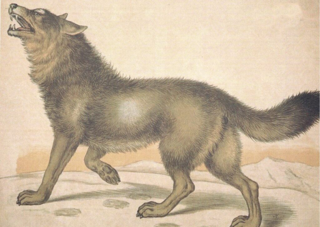Zeichnung von einem Wolf