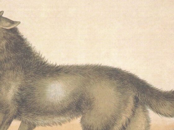 Literarische Almschmankerln: Der Wolf als Bauernschreck und Jagdobjekt