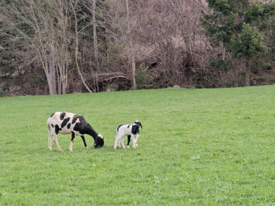 Das Osterlamm als Symbol des ewig wiederkehrenden Lebens