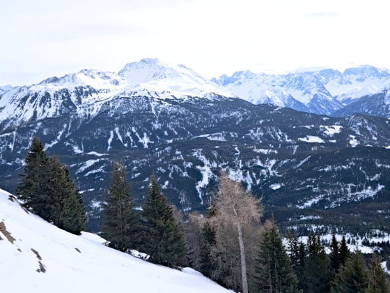 Auf der Alm kommen sich Kuh, Hirsch und Reh nicht in die Quere