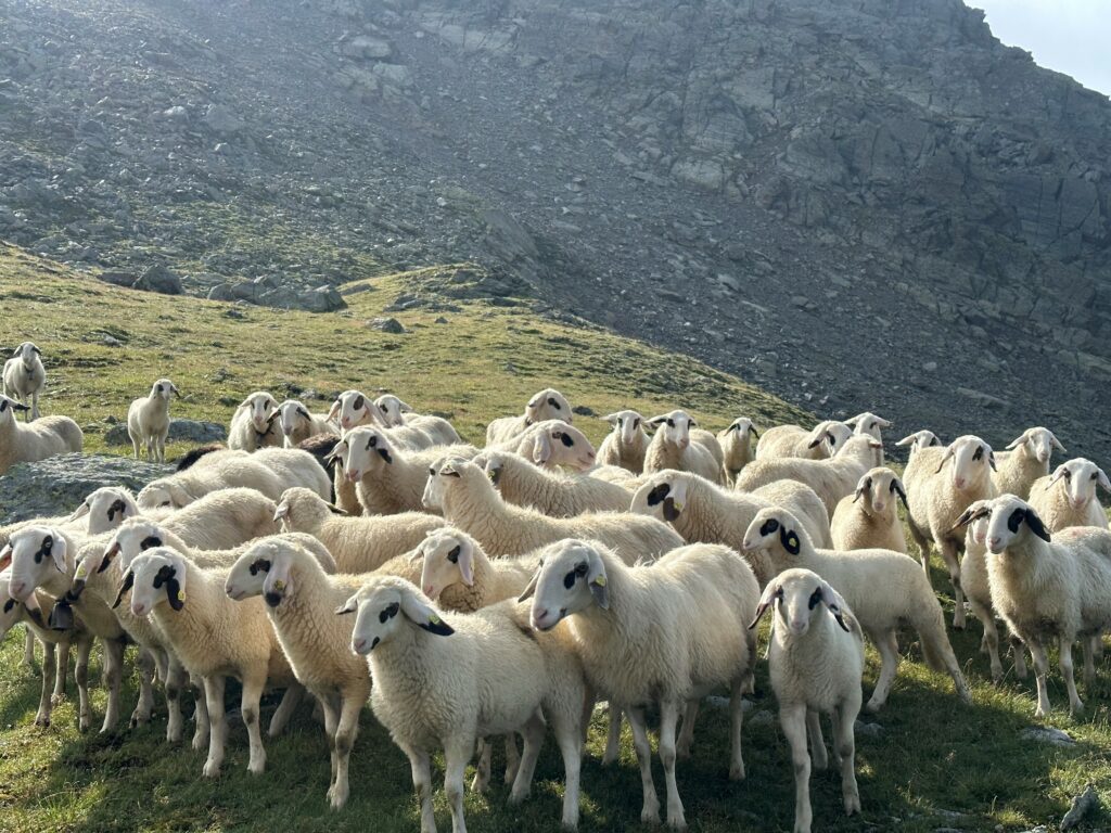 Kärtner Brillenschafe auf der Alm