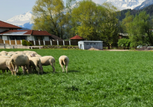 Erkenntnisse aus den Tiroler Herdenschutzprojekten: Die Frage nach Schutz und Nutz (Teil 2/3)
