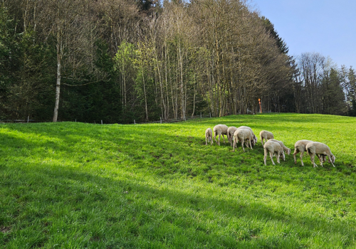 Schafe: stille Helden und Baumeister unserer Alpen