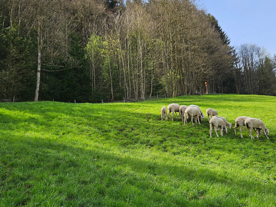 Schafe: stille Helden und Baumeister unserer Alpen