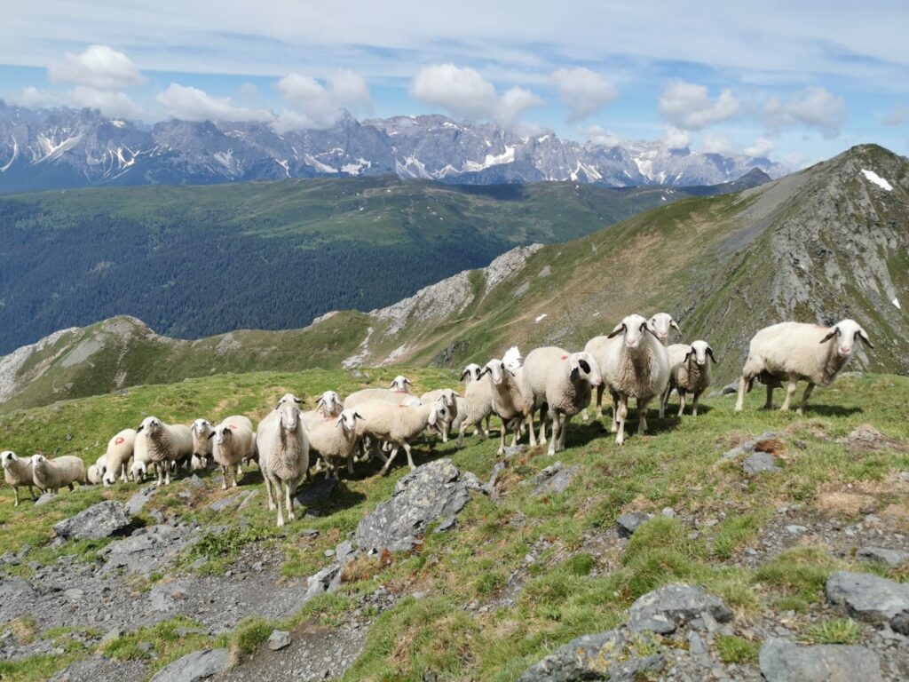 Kärtner Brillenschafe auf dem Berg