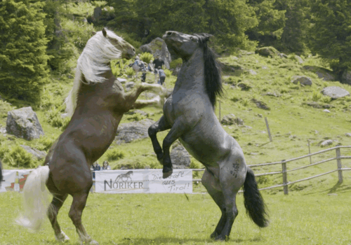 Der Noriker: das gutmütige, österreichische Kaltblut