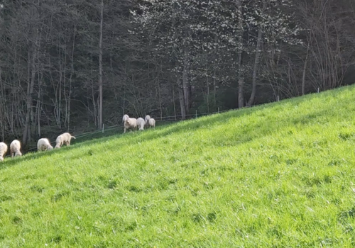 Erkenntnisse aus den Tiroler Herdenschutzprojekten: Kosten killen Idealismus der Schafalpung (Teil 3/3)