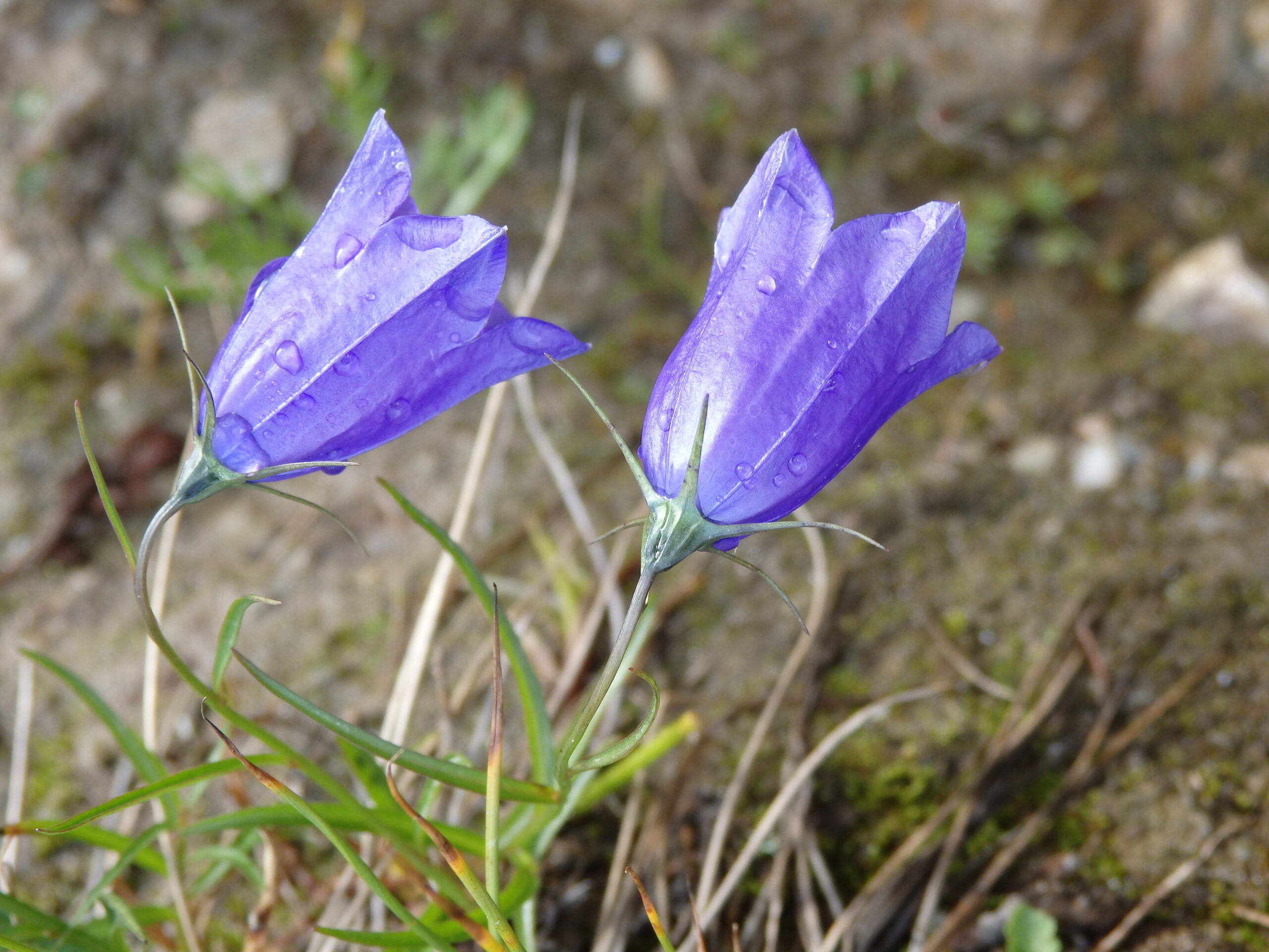 Lexikon der Almpflanzen: Glockenblume