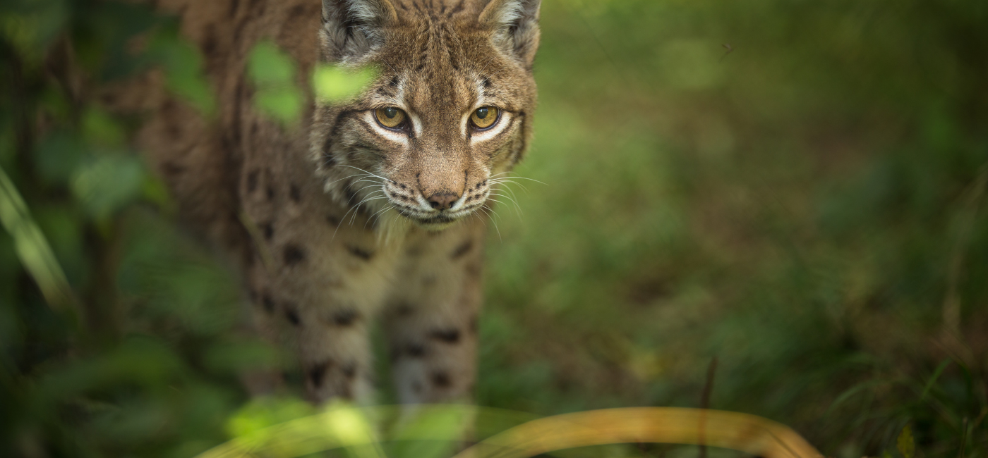 Dem Luchs auf der Spur