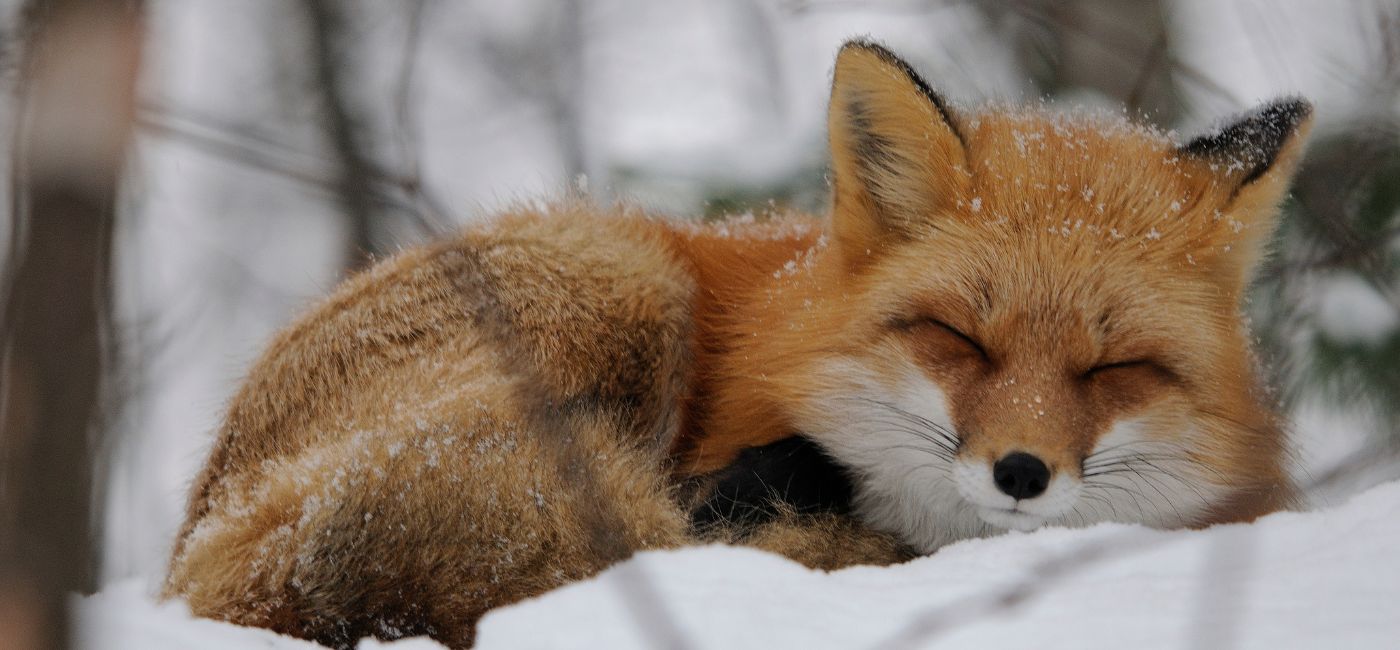 Überlebensstrategie: So kommen unsere Wildtiere durch den Winter