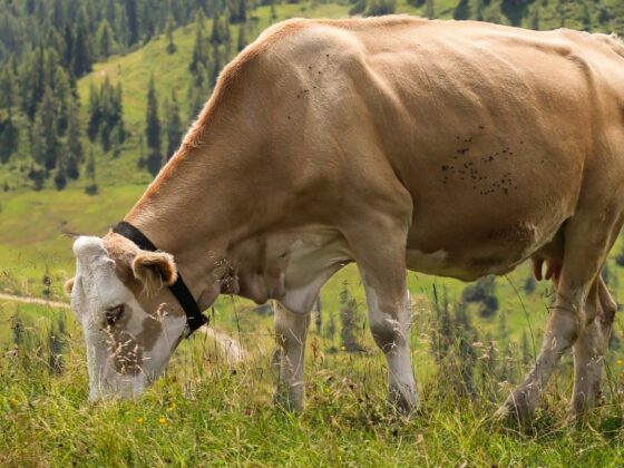 Webinar: Bergauf mit der Alm