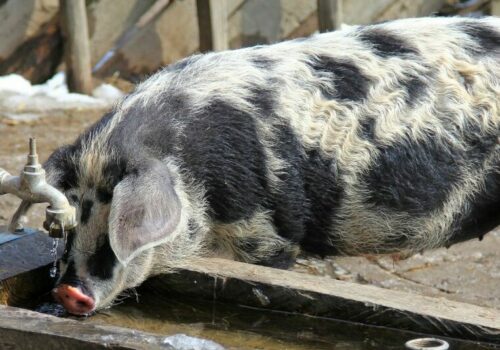 Das Nutztier des Jahres: das Turopolje Schwein
