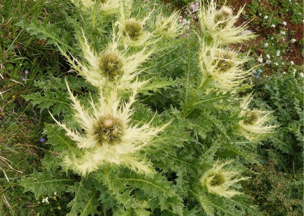 Alpen-Kratzdistel (Cirsium spinosissimum)