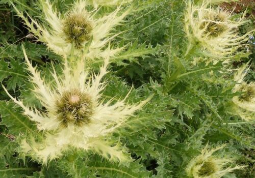 Lexikon der Almpflanzen: Alpen-Kratzdistel