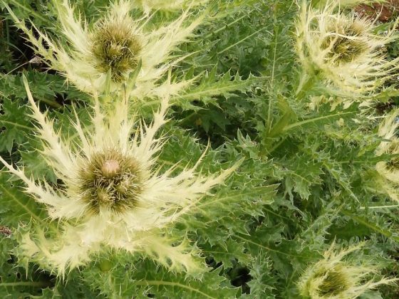 Lexikon der Almpflanzen: Alpen-Kratzdistel