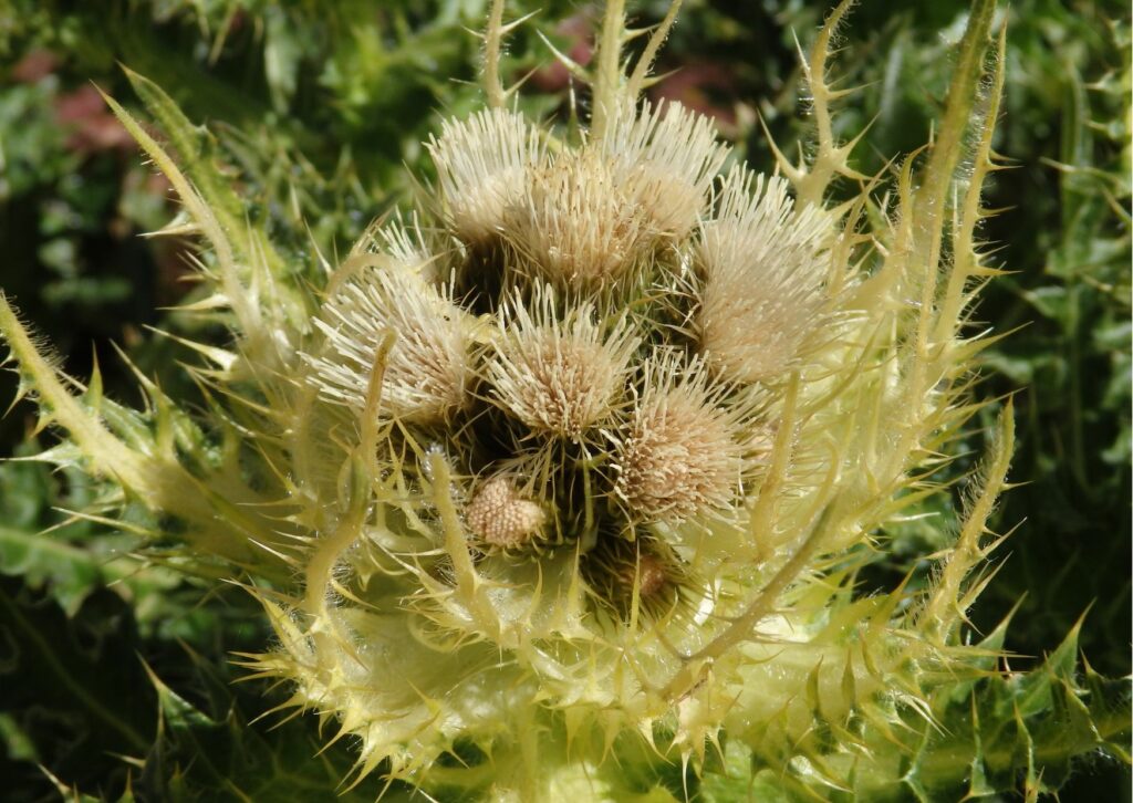 Alpen-Kratzdistel (Cirsium spinosissimum)