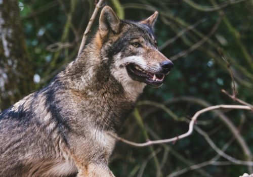 Profitieren unsere Almen vom neuen Jagdgesetz? | Tirol, Niederösterreich, Kärnten